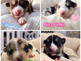 Husky-Aussie-Welpen