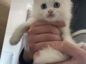 Süßer Ragdoll Kater