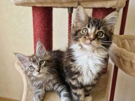 Maine Coon Kitten black and white / blue tabby / blue tortie suchen ein liebevolles Zuhause