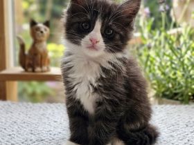 Maine Coon Kitten black and white / blue tabby / blue tortie suchen ein liebevolles Zuhause