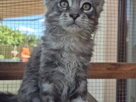 Maine Coon Kitten black and white und blue tabby suchen noch ein liebevolles Zuhause