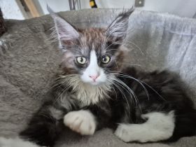 Maine Coon Kitten black and white sucht noch ein liebevolles Zuhause