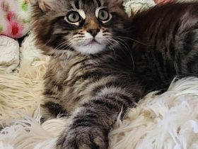 =^..^=Traumhaft schöne Maine Coon kitten mit Stammbaum aus seriöser Zucht =^..^=