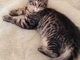 =^..^=Traumhaft schöne Maine Coon kitten mit Stammbaum aus seriöser Zucht =^..^=