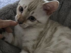 Hübscher Snow Bengal Junge