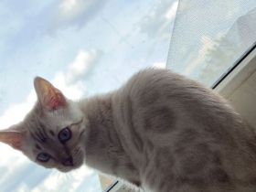 Hübscher Snow Bengal Junge