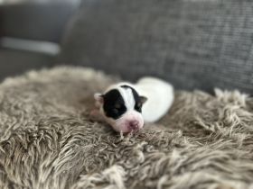 Parson Jack russell Terrier Russel Welpen rau glatt Hündin Rüde