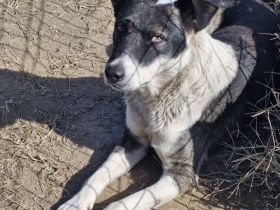 Elio, 3 Jahre, freundlich, aktiv, sucht ebensolche Menschen