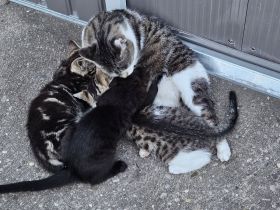 Wunderschöne Bengal-Mix Kitten suchen liebevolles Zuhause