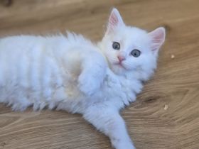 Türkisch Angora- Regdoll Kitten ( Mädchen) zu verkaufen