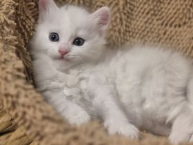 Türkisch Angora- Regdoll Kitten ( Mädchen) zu verkaufen