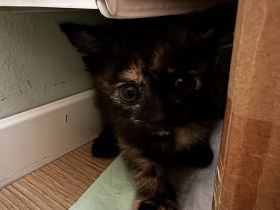 Bkh mix kitten abzugeben