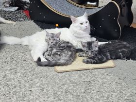 Reinrassige Maine Coon Kitten – Traumhafte Schmuser suchen ihr Für-immer-Zuhause 🐾