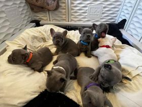 Wunderschöne Französische Bulldoggenwelpen zu verkaufen