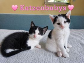 Babykatzen weiblich
