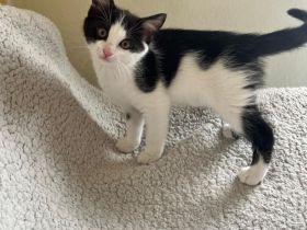 Babykatze weiblich