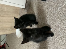 Babykatzen