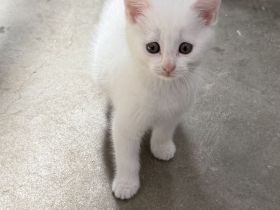 Süße Katzenbabys suchen neue zuhause