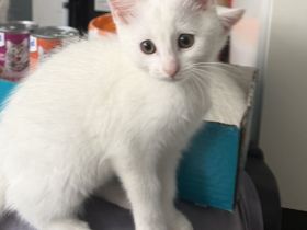 Süße Katzenbabys suchen neue zuhause