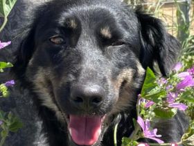 Carrie, 04/25 - junge Hündin sucht Chance