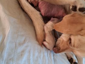 Reinrassige Labrador Welpen zu verkaufen