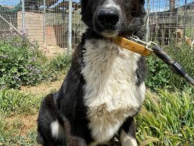 Stella, 01/24 - ruhige Hündin sucht Familie
