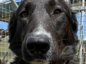 Stella, 01/24 - ruhige Hündin sucht Familie
