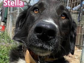 Stella, 01/24 - ruhige Hündin sucht Familie