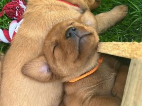 Labrador Welpen foxred