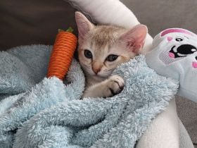 Singapura kitten