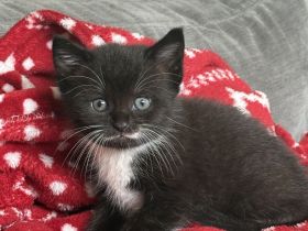 Katze verkaufen