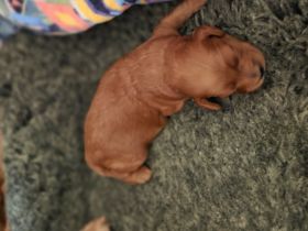Cockapoo Welpen F1