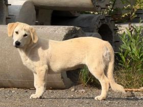 Hübsche Stella sucht Familie