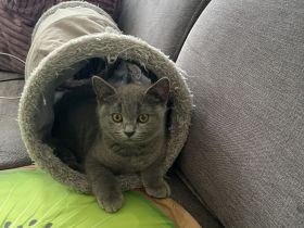 Reinrassige BKH Kitten abgabebereit