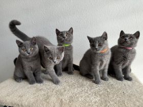 Reinrassige BKH Kitten abgabebereit