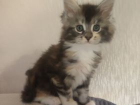 Wunderschöne Maine Coon Kitten suchen ein liebevolles Zuhause