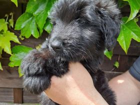 Briard  Landseer Mix Welpen