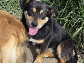 Froschi, 3,5 Jahre, klein, lieb und kuschelig...auf der Suche nach einem Fürimmerzuhause