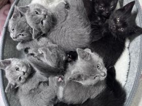5 BKH Kitten abzugeben