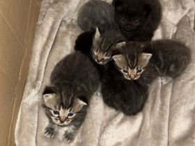 Süsse MixKitten suchen ein liebevolles Zuhause