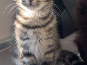 Süsse MixKitten suchen ein liebevolles Zuhause