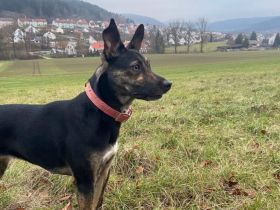 Amika sucht ihr Für-Immer-Zuhause