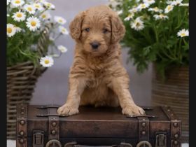 Labradoodl F1bb