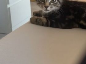Katzen kitten