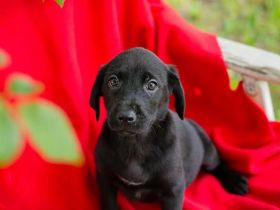 SINA – Wurde leider abgesagt und sucht zum 27.06. oder 04.07. ihr Zuhause oder Pflegestelle 🐾