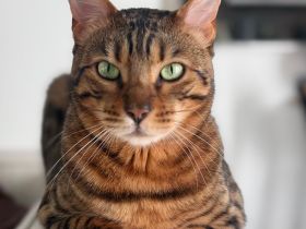 Bengal Kater