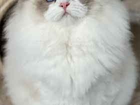 Dearcat's Cattery
