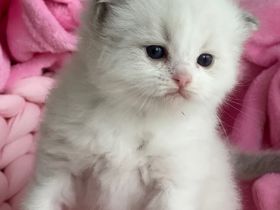 Ragdoll Kitten Colorpoint blaue Augen