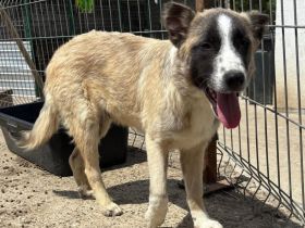 Taro sucht sein Für-immer-Zuhause