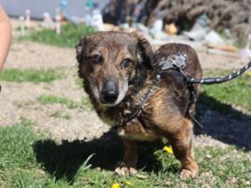 Kleiner Fynn sucht Zuhause